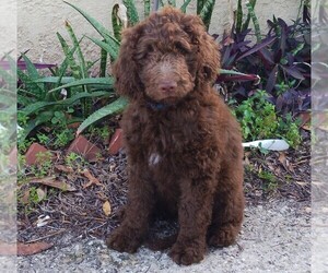 Goldendoodle Puppy for Sale in TARPON SPRINGS, Florida USA