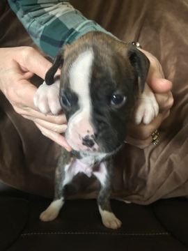 Medium Photo #3 Boxer Puppy For Sale in ELKHART, IN, USA
