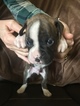 Small Photo #3 Boxer Puppy For Sale in ELKHART, IN, USA