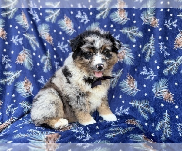 Medium Photo #6 Miniature Australian Shepherd Puppy For Sale in LAKELAND, FL, USA