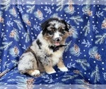 Small #5 Miniature Australian Shepherd