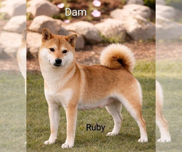 Medium Photo #1 Shiba Inu Puppy For Sale in LOYAL, WI, USA