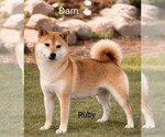 Small Photo #1 Shiba Inu Puppy For Sale in LOYAL, WI, USA