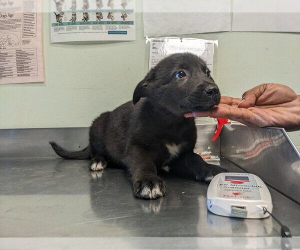 Medium Photo #1 Gerberian Shepsky Puppy For Sale in Santa Cruz, CA, USA
