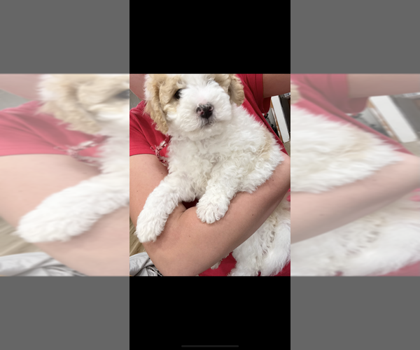 Medium Photo #1 Bernedoodle (Miniature) (+ Poodle Miniature) Puppy For Sale in URBANA, OH, USA
