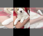 Small Photo #1 Bernedoodle (Miniature) (+ Poodle Miniature) Puppy For Sale in URBANA, OH, USA
