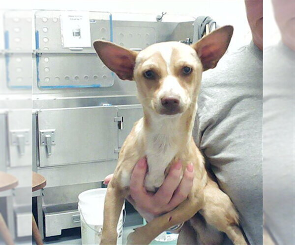 Medium Photo #1 Chihuahua Puppy For Sale in Fayetteville, NC, USA