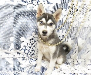Alaskan Klee Kai Puppy for sale in NORWOOD, MO, USA