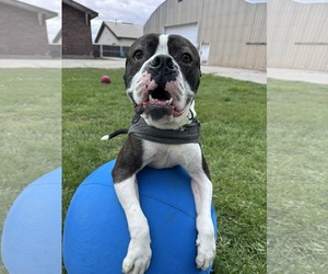Boxer Dogs for adoption in Burnsville, MN, USA