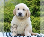 Small #1 Golden Retriever