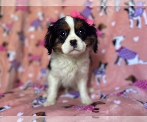 Cavalier King Charles Spaniel Puppy for sale in LAKELAND, FL, USA