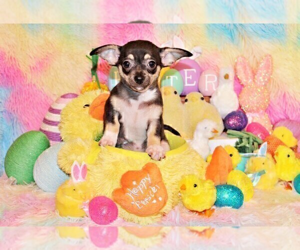 Medium Photo #74 Chihuahua Puppy For Sale in CHARLESTON, AR, USA