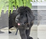 Small #1 Newfoundland