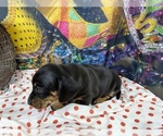Small #9 Dachshund