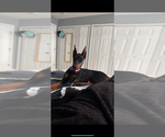 Small Doberman Pinscher
