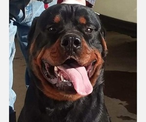 Father of the Rottweiler puppies born on 04/13/2023