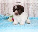 Small Photo #3 Havanese Puppy For Sale in SHILOH, OH, USA