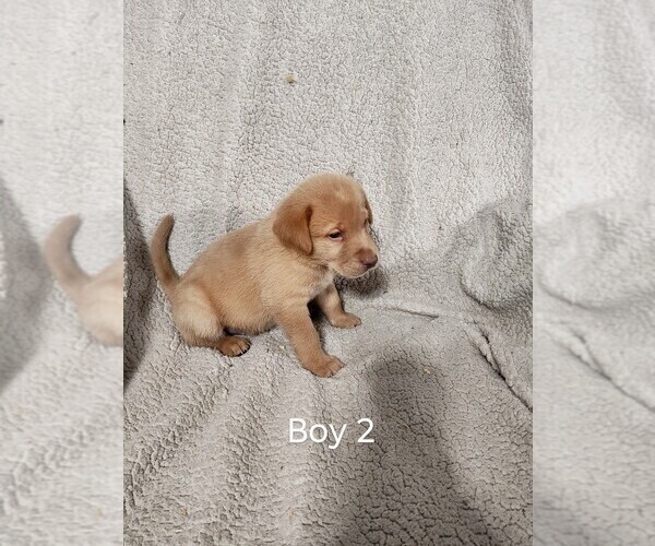 Medium Photo #3 Labrador Retriever Puppy For Sale in DODGEVILLE, WI, USA