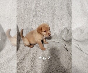 Medium Labrador Retriever