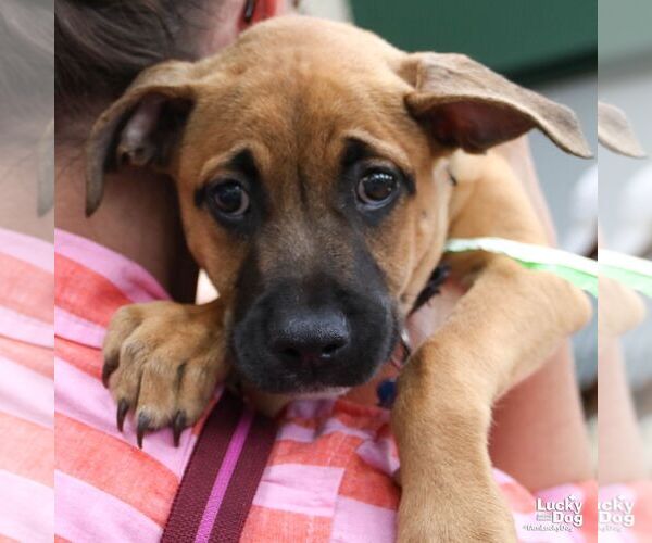 Medium Photo #7 Mutt Puppy For Sale in Washington, DC, USA