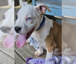 Small #2 American Pit Bull Terrier Mix