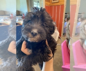 Schnoodle (Miniature) Puppy for sale in SEDALIA, MO, USA