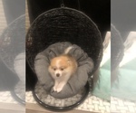 Small Photo #4 Pomeranian Puppy For Sale in TORRANCE, CA, USA