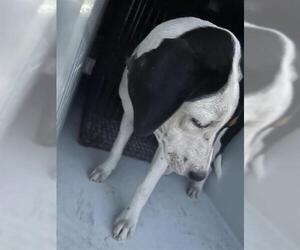 Labrador Retriever-Unknown Mix Dogs for adoption in Houston, TX, USA