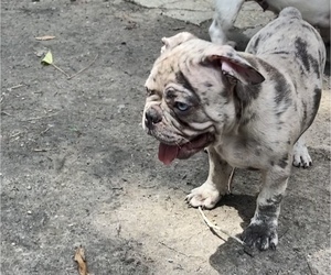 French Bulldog Puppy for sale in SLIDELL, LA, USA
