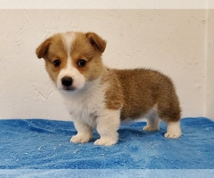 Pembroke Welsh Corgi Puppy for sale in CLARK, MO, USA