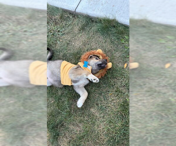 Medium Photo #2 Mutt Puppy For Sale in Plainfield, IL, USA