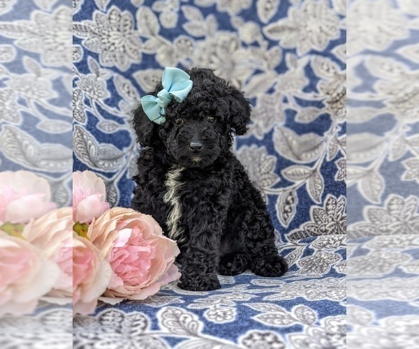 Medium Photo #1 Poodle (Toy) Puppy For Sale in KINZERS, PA, USA