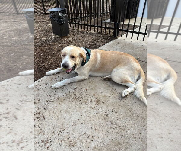 Medium Photo #9 Great Pyrenees-Unknown Mix Puppy For Sale in Holly Springs, NC, USA