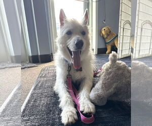 Polar - Male Mutt Dog for Adoption - Photo #10