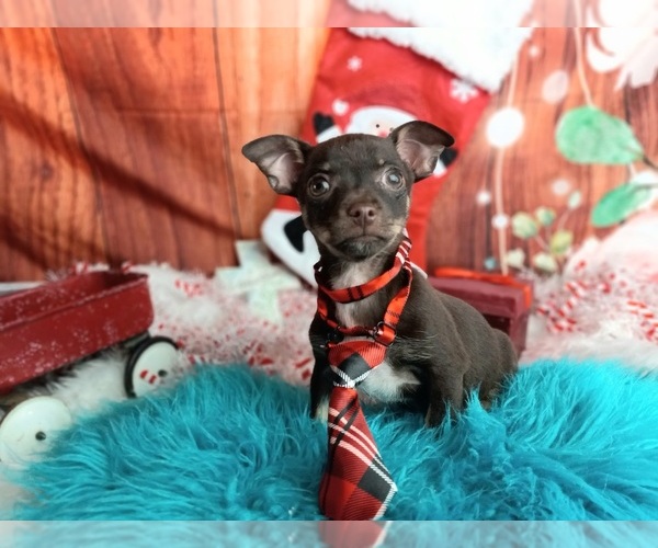 Medium Photo #6 Chihuahua Puppy For Sale in CARTHAGE, TX, USA