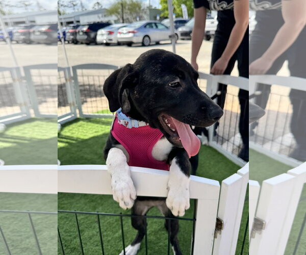 Medium Photo #3 Mutt Puppy For Sale in Sanford, FL, USA
