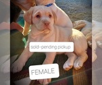 Small Photo #10 Labrador Retriever Puppy For Sale in WILLARD, WI, USA