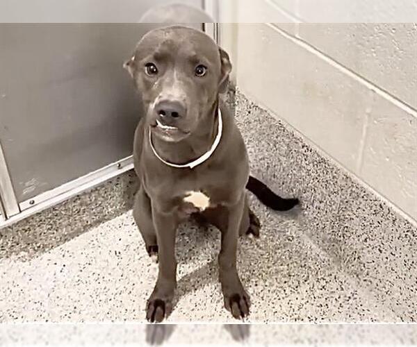 Medium Photo #1 Weimaraner Puppy For Sale in Houston, TX, USA
