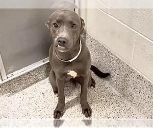Weimaraner Dogs for adoption in Houston, TX, USA