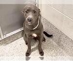 A663159 - Female Weimaraner Dog for Adoption - Small photo