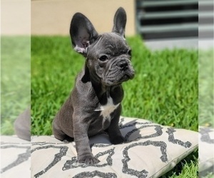 French Bulldog Dog for Adoption in MELBOURNE, Florida USA