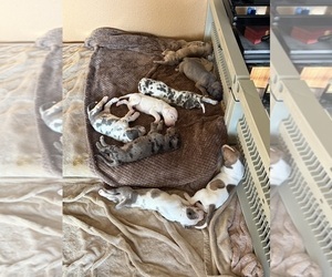 Great Dane Puppy for sale in PITTSBURG, CA, USA