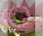 Small Photo #2 French Bulldog Puppy For Sale in ATHENS, GA, USA