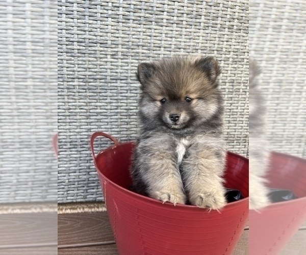 Medium Photo #1 Pomeranian Puppy For Sale in SPOKANE, WA, USA