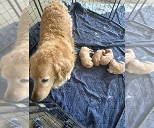 Mother of the Golden Retriever puppies born on 02/25/2026