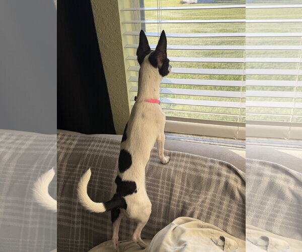 Medium Photo #10 Chihuahua-Unknown Mix Puppy For Sale in Valrico, FL, USA