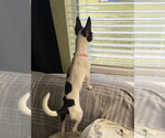Small #9 Chihuahua Mix