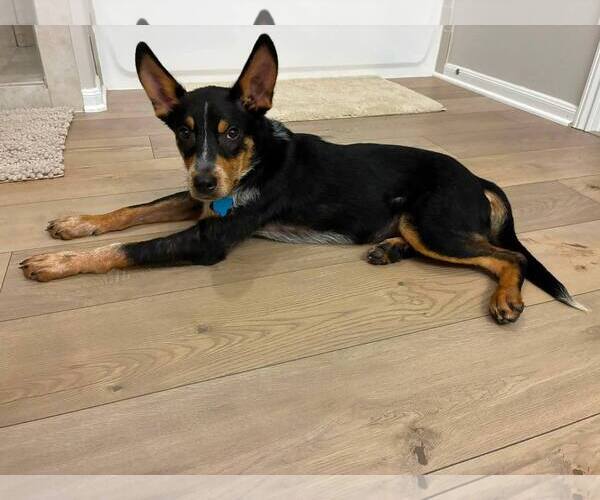 Medium Photo #1 Mutt Puppy For Sale in The Woodlands, TX, USA