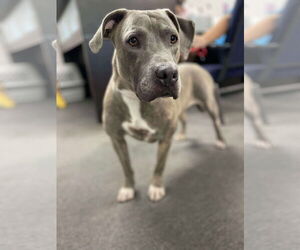 American Pit Bull Terrier Dogs for adoption in El Centro, CA, USA