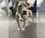 Small American Pit Bull Terrier